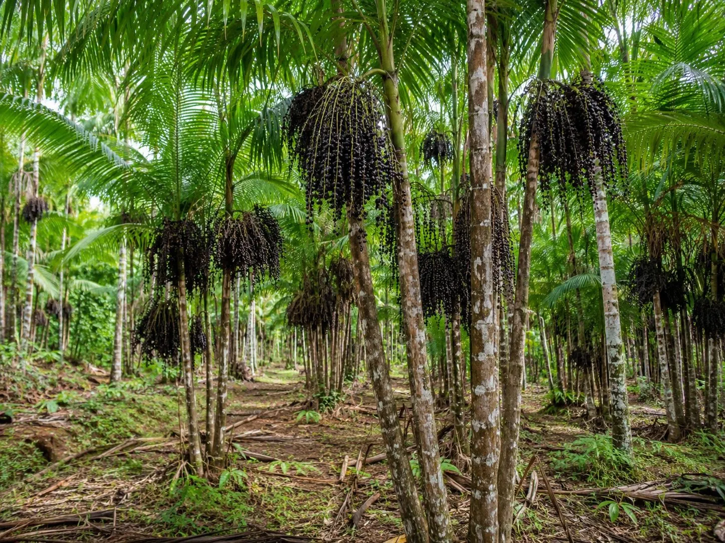 Palmeras de Açaí en la Selva