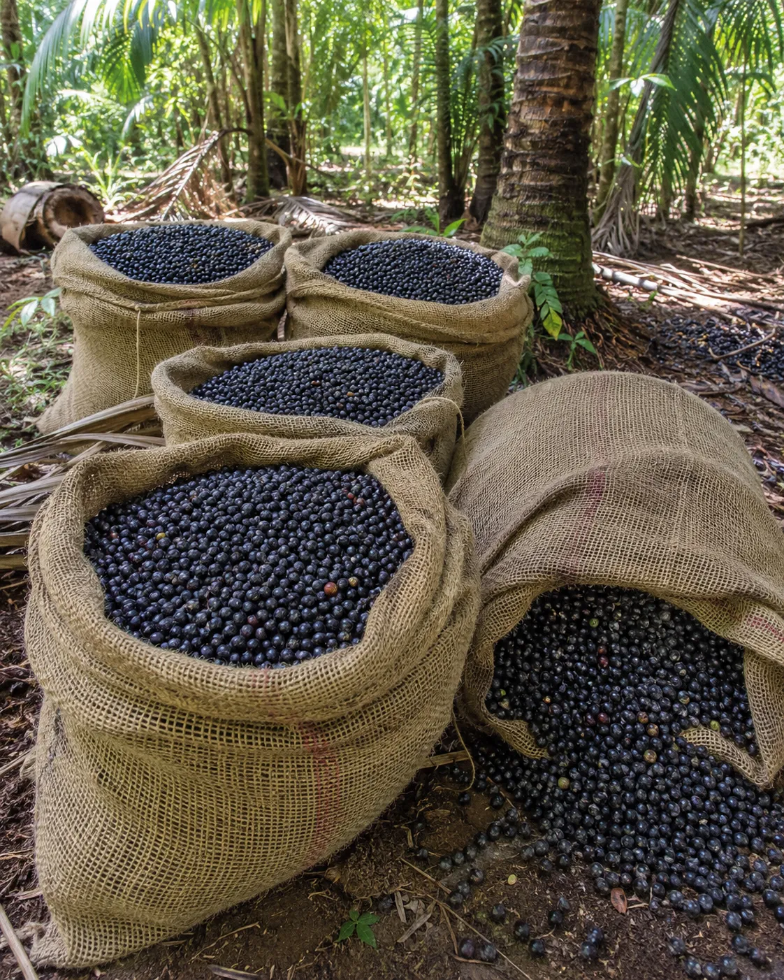 Racimo de Açaí Silvestre