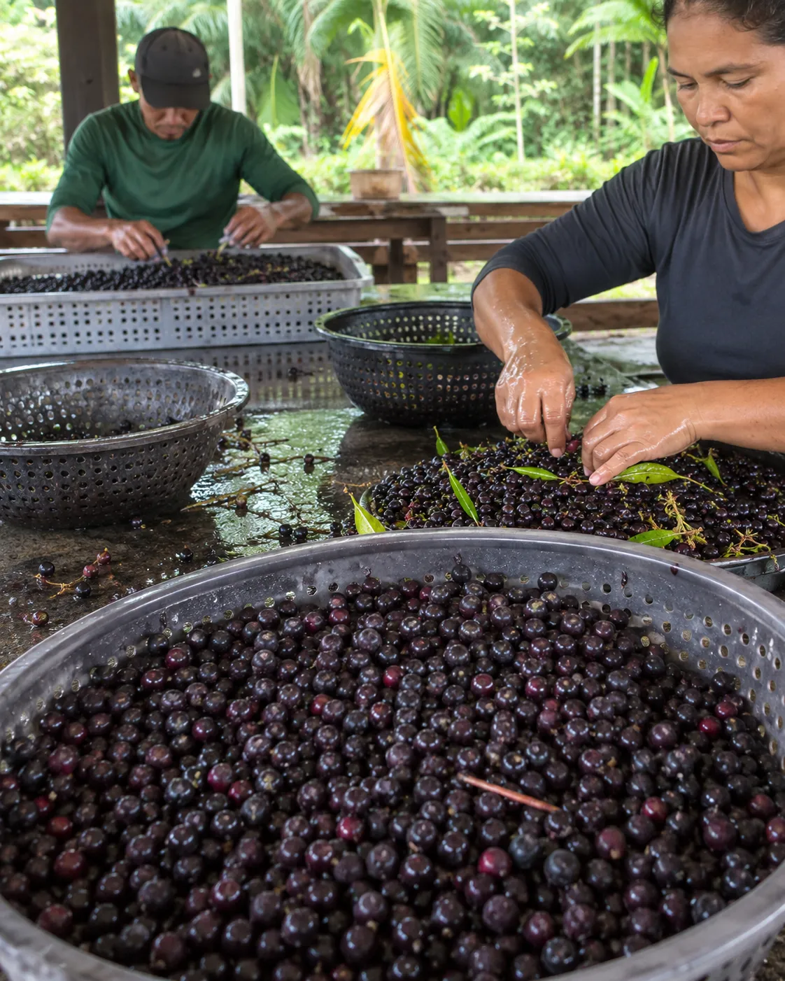 Açaí Limpio y Seleccionado