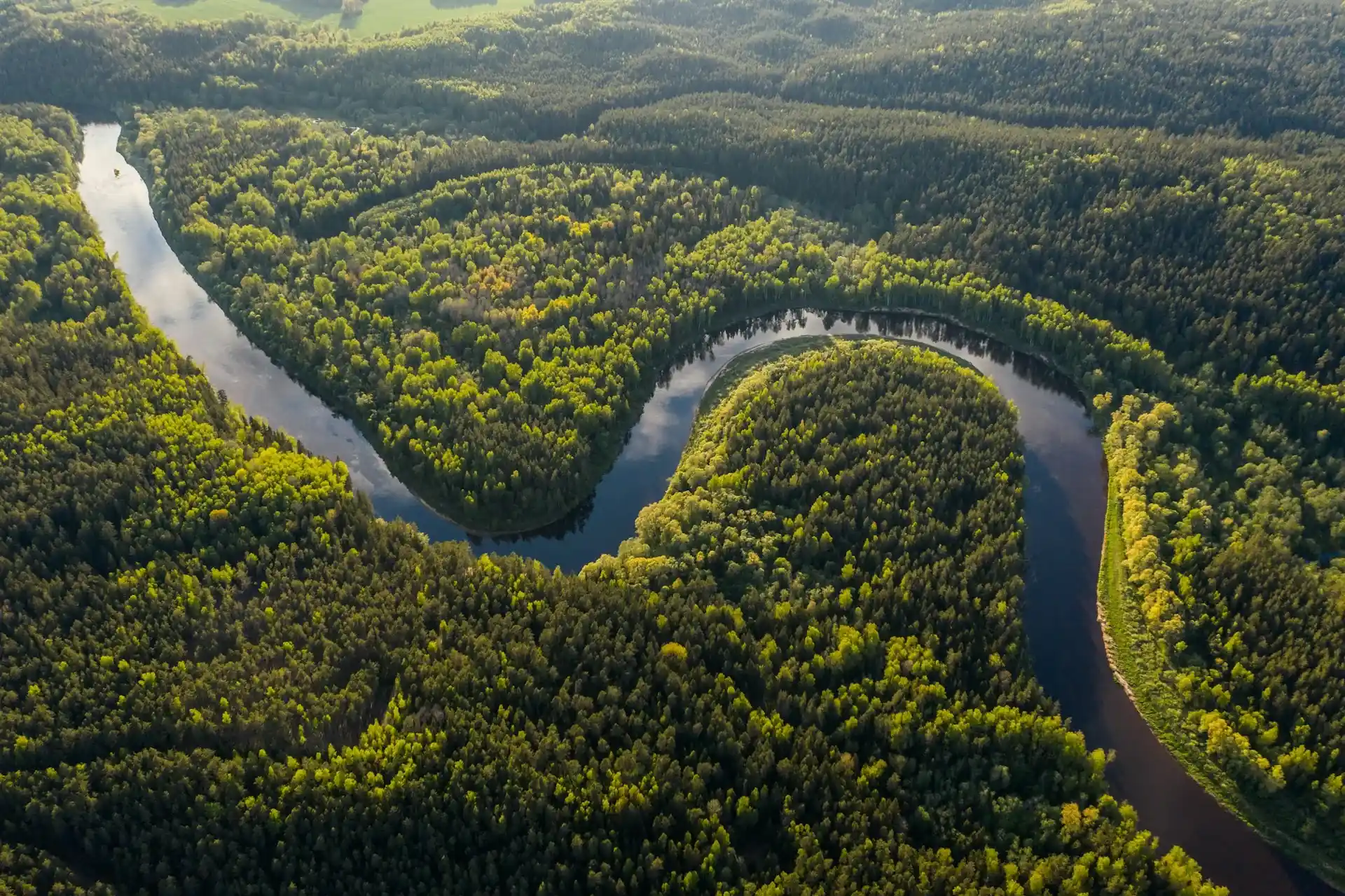 Bosque de fondo para CULTIVOS