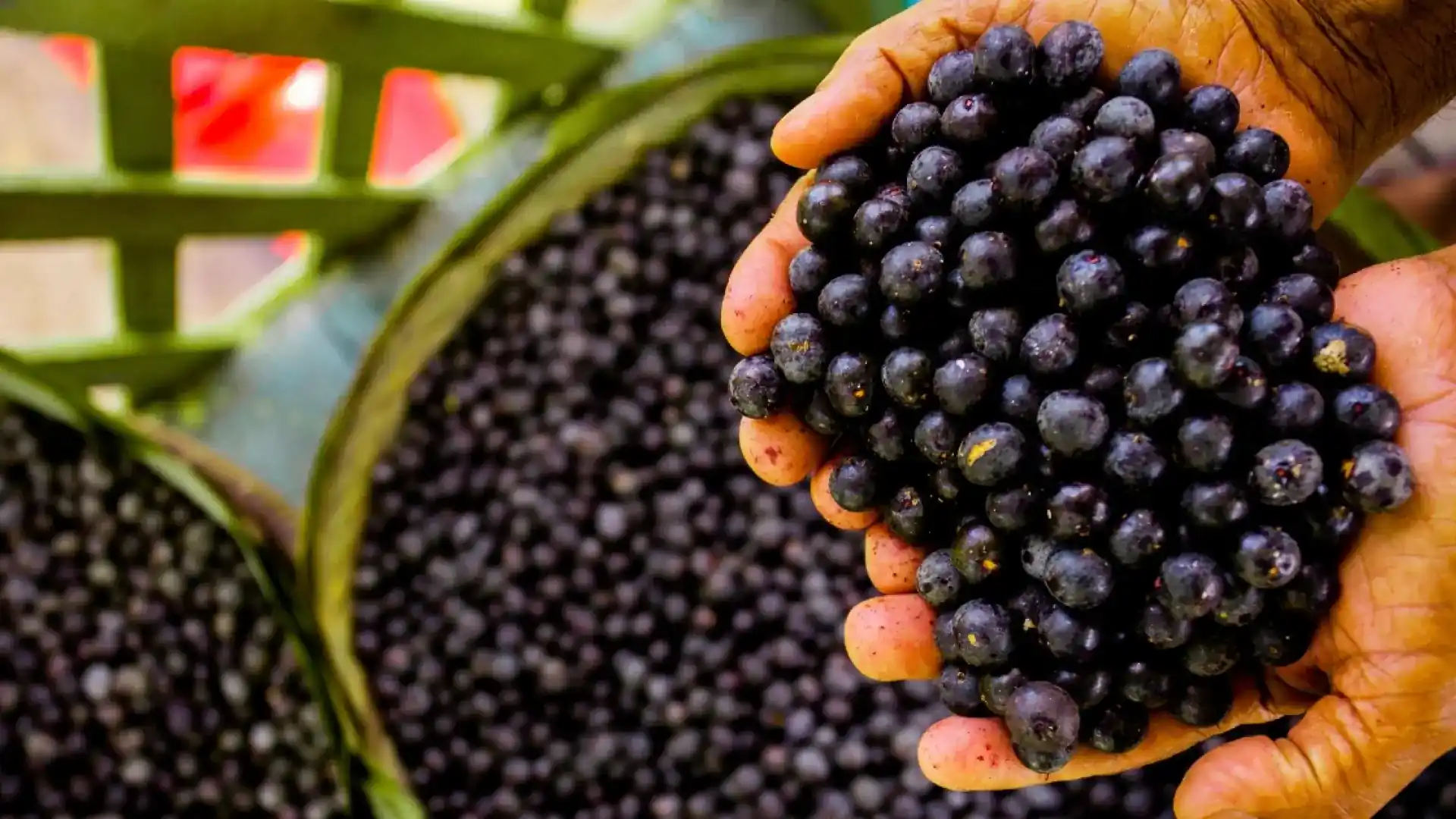 Hojas de Palmera de Açaí