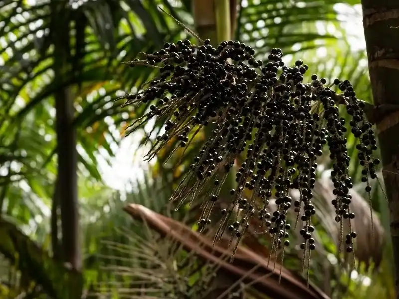 Dosel de la Selva Amazónica